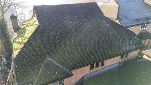 roof moss
