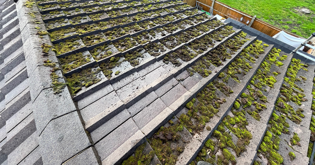 roof moss
